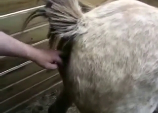 Every horse pussy gets fisted, stretched, etc.