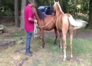 Bestiality sex with a stallion that fucks mares