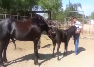 Sexy stallion experience with a hot horse here