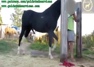 Zoophile just cannot wait to fuck the stallion