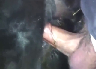 Good-looking sex scene with a stallion cumming