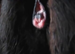 Stunning sex in the doggy style with a stallion