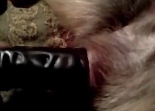 The hottest amateur bestiality XXX action
