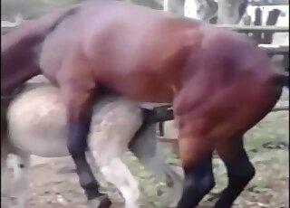 Animal horse porno