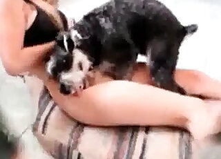 Amazing pussy licking from a puppy